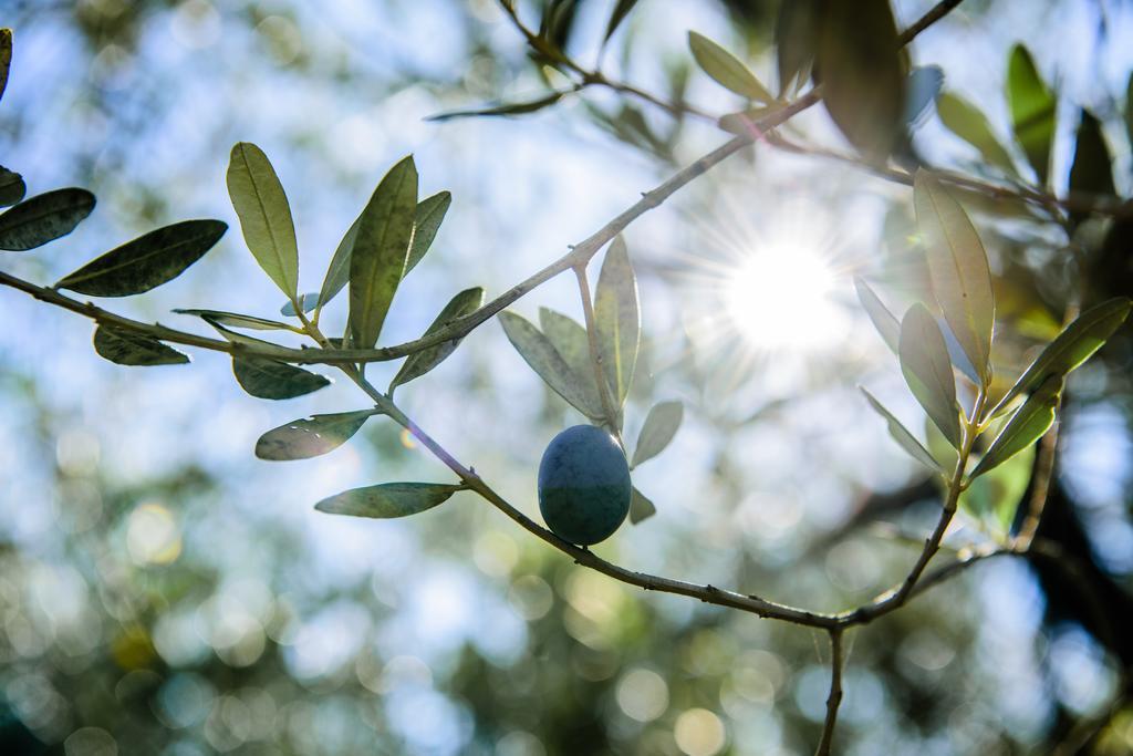 Acasamia Resort San Cipriano Picentino エクステリア 写真
